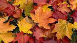 Fall
